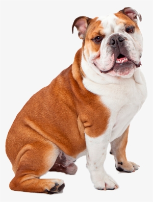 English-bulldog - English Bulldog