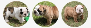 Champion English Bulldog Puppies - Bulldog
