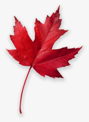 Cool Mountain Air Ignites A Colorful Patchwork Of Autumn - Canada Red Maple Leaf