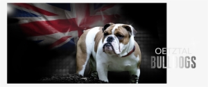 Englische Bulldogge Kaufen Österreich