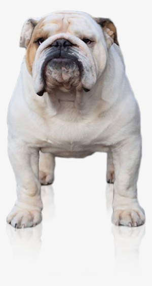From The Bullscompagnie-english Bulldog Breeder Netherlands - Bulldog