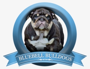Bulldog