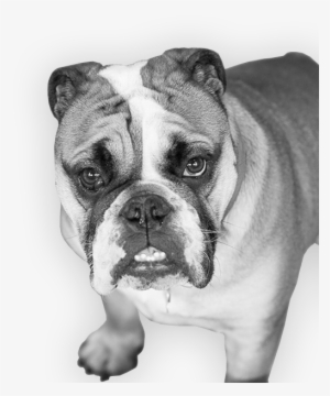 Favorite Music - Boxer