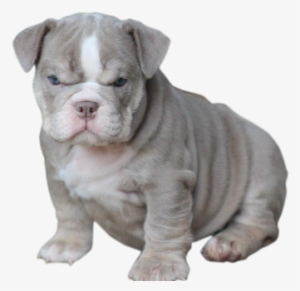 Gray English Bulldog - Englische Bulldogge Welpen Grau