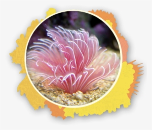 Feather Duster Worm The Snorkel Store Maui Hi - Bispira Guinensis