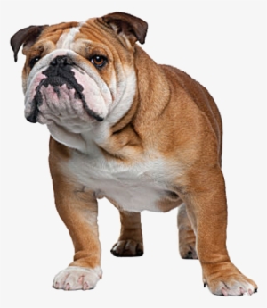 English Bulldog Complete Information About The English - Cat Breeds With A Dog