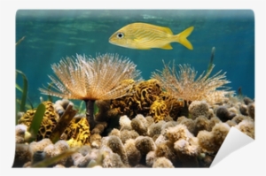 French Grunt Fish Above Feather Duster Worms And Corals - French Grunt