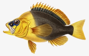 Birthday Gift Greeting & Note Cards Fishing Party - Birthday