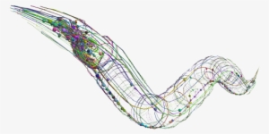 Openwormtransparent - Roundworms