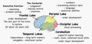 Alzheimer's Disease Affects The Brain