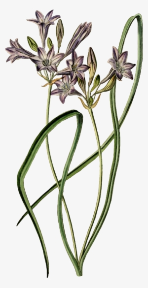Medium Image - Posterazzi Loose-flowering Tritelia Or Ithuriels Spear