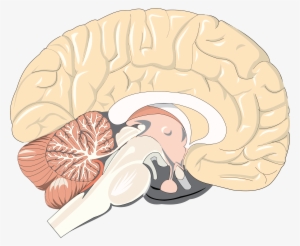 This Free Icons Png Design Of Realistic Brain Cross