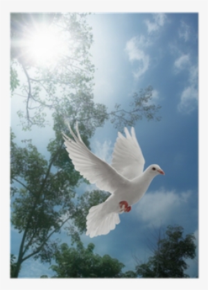 Peggy Colt In The Way Of The Dove
