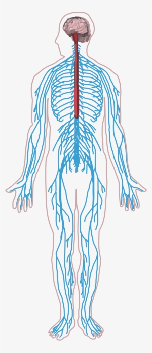 Nervous System In Human Bo