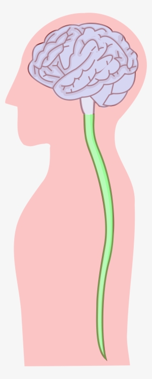 Open - Central Nervous System Png