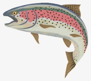 Rainbow Trout - Rainbow Trout Png Gif