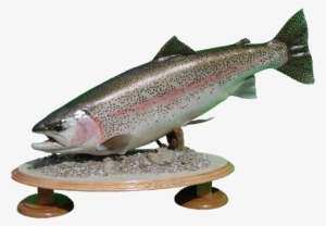 Rainbow Trout Mount - Rainbow Trout