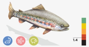Kern River Rainbow Trout - Cal Trout Transparent
