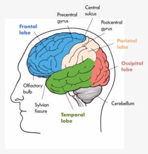 Four Lobes Of The Brain In The Front We Have The Frontal - Mammalian Nervous System