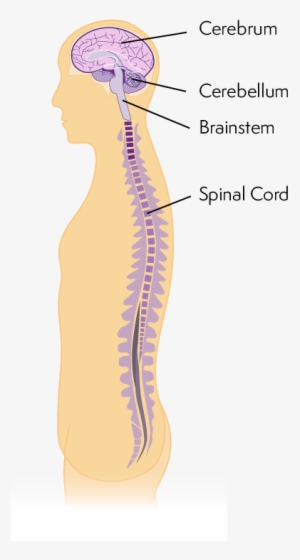 Components Of The Nervous System - Nervous System Diagram Without