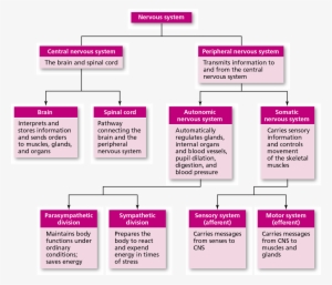 Figure 2.5 An Overview Of The Nervous System