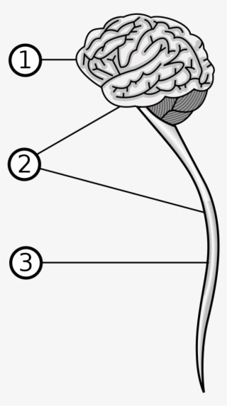Central Nervous System - Central Nervous System Svg