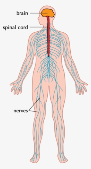 Components Of The Nervous System - Nervous System Diagram Without Labels