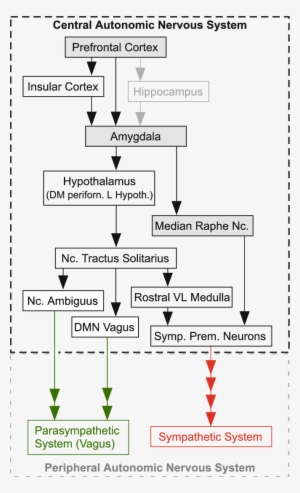 Simplified Diagram Of The Central Autonomic Nervous - Central Autonomic Nervous System
