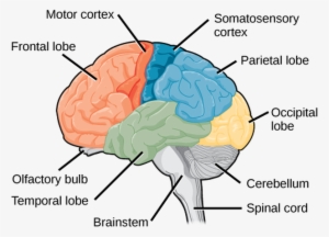 The Central Nervous System - Cerebral Cortex Lobes