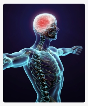 We Take Up And Heal All The Patients Of Nervous System - Human Body Png