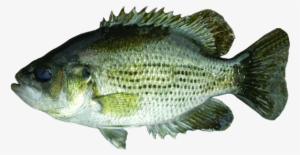 Rock Bass - Rock Bass Png
