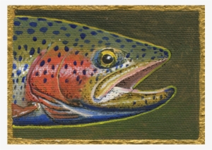Montana Rainbow - Trout