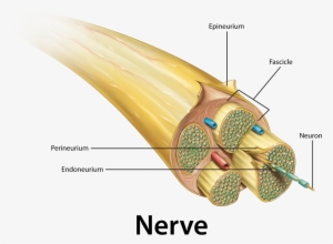 Il 407 R00 Nerve Cross Section W Labels - Sensory Neuron