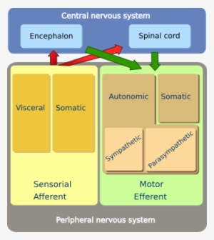 Peripheral Nervous System - Nervous System