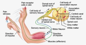 A Reflex Arc Is The Nerve Pathway That Leads From Stimulus - Sensory And Motor Nerve