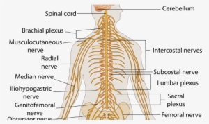 Body Nerves Diagram