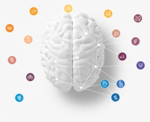 Nemechek Autonomic System Homepage Brain Diagram - Autonomic Nervous System