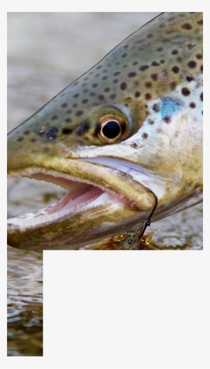 Crazy Rainbow Fly Fishing Guided Vacations Private - Fly Fishing
