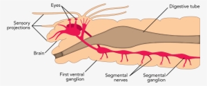 </strong> Nervous System - Worm Nervous System