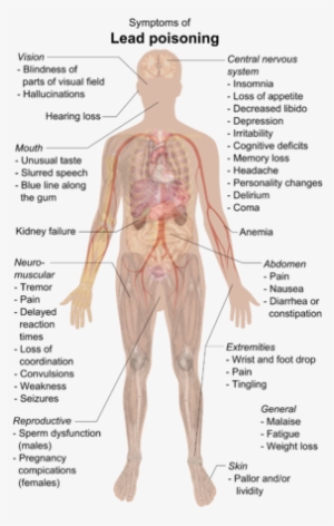 Who Discovered The Nervous System Best Of Lead Poisoning - Lead Poisoning Symptoms