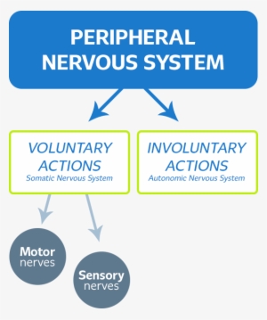 Peripheral Nervous System Schema Peripheral Nervous
