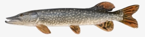 Http - //www - Fishbuoy - Com/images/images/fish Species - Northern Pike