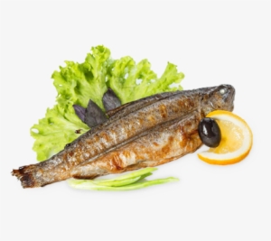 Pacific Saury