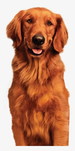 Duke - Duke The Bush Bean Dog