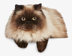 Cat Png - Himalaya Cat Png