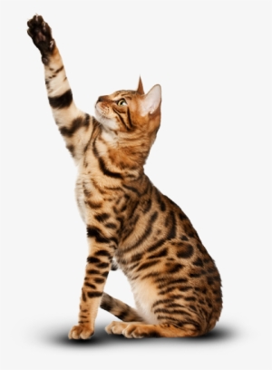 Bengal Cat - Happy Earth Day Cat