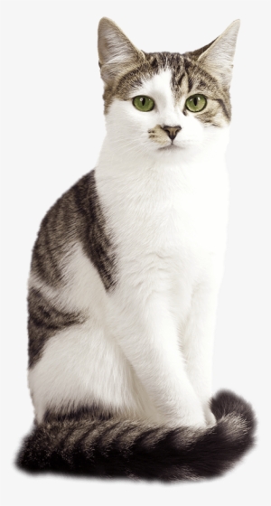 Harringtons Cat - American Wirehair Png
