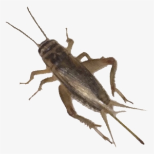 Crickets - House Cricket