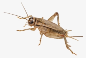 Eat Crickets - Cricket Transparent