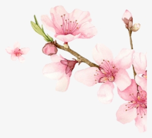 Meiji Indonesian Pharmaceutical Industries - Sakura Extract